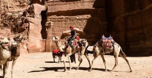 Chameaux de Petra, Jordanie