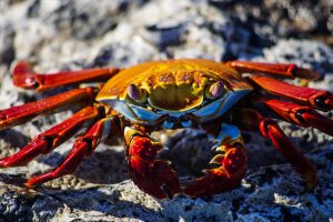 Crabe rouge, Galapagos