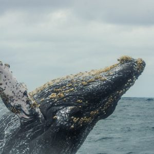 Equateur, Baleine