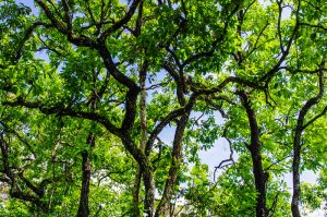Foret Asie