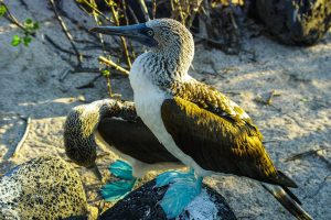 Fou aux pieds bleu, Galapagos