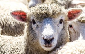 Nouvelle Zelande, mouton