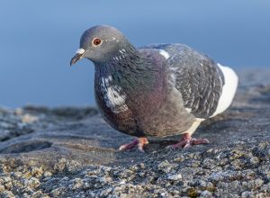 domestic-pigeon-4837652_1280