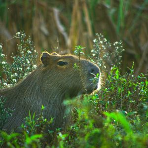 Capibara, Esteros del Ibeira, Argentine