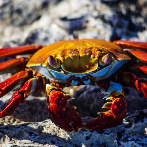 Crabe rouge, Galapagos