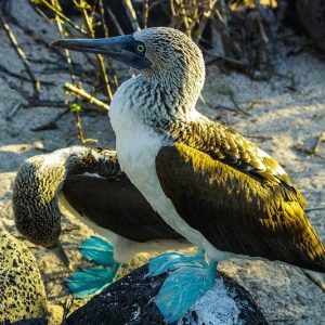 Fou aux pieds bleu, Galapagos