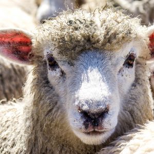 Nouvelle Zelande, mouton