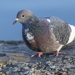 domestic-pigeon-4837652_1280