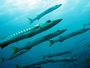 sea-ocean-underwater-biology-fish-coral-reef-45897-pxhere.com